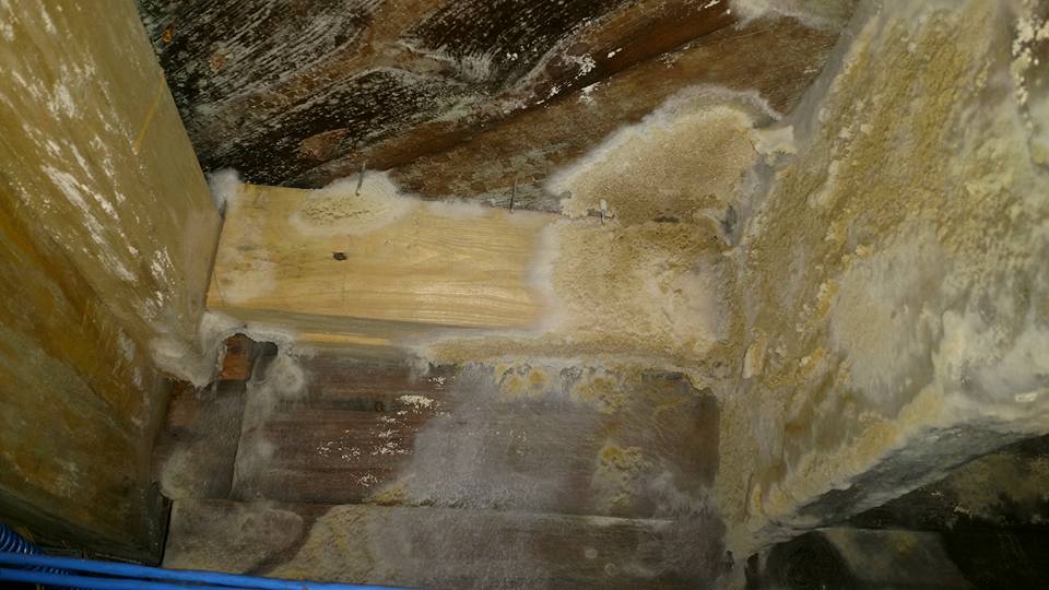 mold-growth-frost-environmental